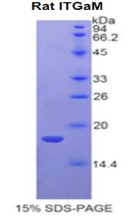 Recombinant Integrin Alpha M (CD11b)