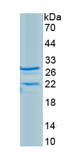 Recombinant B-Cell Activating Factor (BAFF)