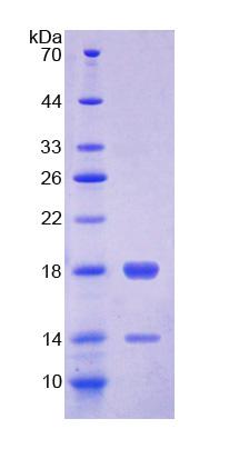 Recombinant Fatty Acid Binding Protein 4 (FABP4)