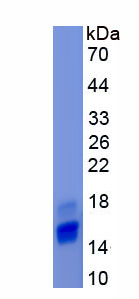 Recombinant Fatty Acid Binding Protein 4 (FABP4)