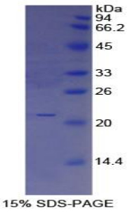 Recombinant Interleukin 25 (IL25)