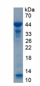 Recombinant Alpha-1-Antitrypsin (a1AT)