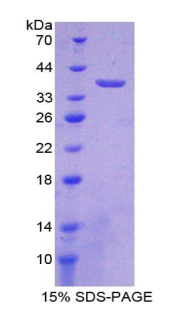 RPB698Mu01.jpg
