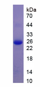 Recombinant Angiopoietin Like Protein 3 (ANGPTL3)