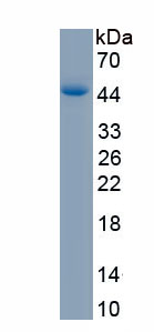 Recombinant TATA Binding Protein (TBP)