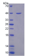 Recombinant Defensin Alpha 1, Neutrophil (DEFa1)