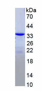 Recombinant Myeloid Differentiation Factor 88 (MyD88)