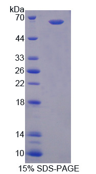 Recombinant Myeloid Differentiation Factor 88 (MyD88)