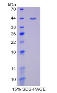 Recombinant Glycophorin C (GYPC)