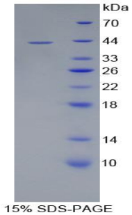 Recombinant Glycophorin C (GYPC)