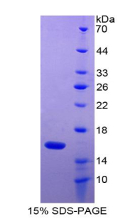 Recombinant Bone Morphogenetic Protein 9 (BMP9)