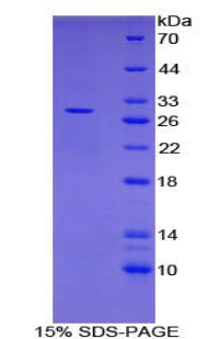 Recombinant C-Type Lectin Domain Family 13, Member A (CLEC13A)