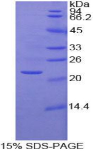 Recombinant Ubiquitin D (UBD)