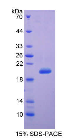 Recombinant Tumor Necrosis Factor Ligand Superfamily, Member 13 (TNFSF13)