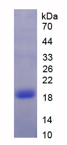 Recombinant Tumor Necrosis Factor Ligand Superfamily, Member 13 (TNFSF13)