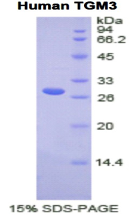 Recombinant Transglutaminase 3, Epidermal (TGM3)