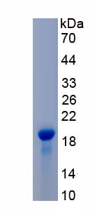 Recombinant Ribonuclease A3 (RNASE3)