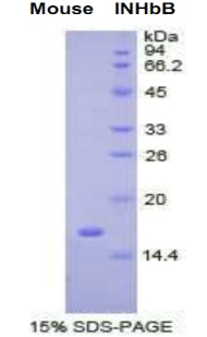 Recombinant Inhibin Beta B (INHbB)