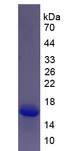 Recombinant S100 Calcium Binding Protein A6 (S100A6)