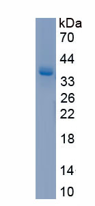 Recombinant Guanylate Binding Protein 4 (GBP4)