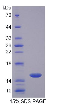 Recombinant Cluster Of Differentiation 7 (CD7)