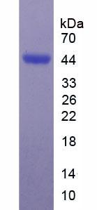 Recombinant Sialic Acid Binding Ig Like Lectin 7 (SIGLEC7)