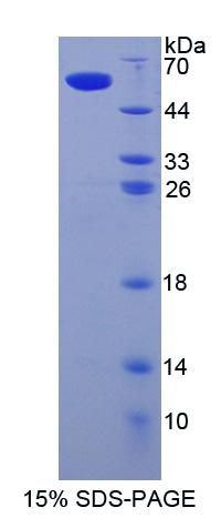 Recombinant Sialic Acid Binding Ig Like Lectin 8 (SIGLEC8)