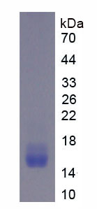 Recombinant Fibroblast Growth Factor Receptor 1 (FGFR1)