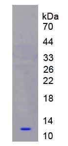 Recombinant S100 Calcium Binding Protein A8 (S100A8)