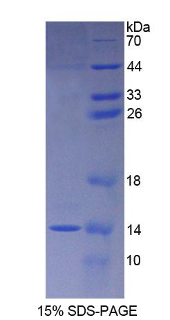 Recombinant S100 Calcium Binding Protein A8 (S100A8)