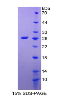 RPB801Hu01.jpg