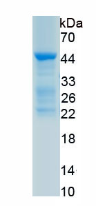 Recombinant Interleukin 32 (IL32)