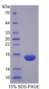 Recombinant Natural Cytotoxicity Triggering Receptor 3 (NCR3)