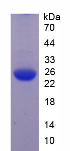 Recombinant Jagged 1 (JAG1)