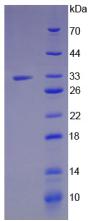 Recombinant Jagged 1 (JAG1)