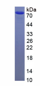 Recombinant Mucin 7, Secreted (MUC7)