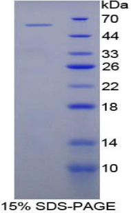 Recombinant Beta Secretase 2 (BACE2)