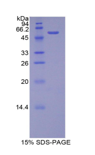 Recombinant Beta Secretase 2 (BACE2)