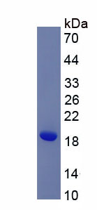 Recombinant Regenerating Islet Derived Protein 4 (REG4)