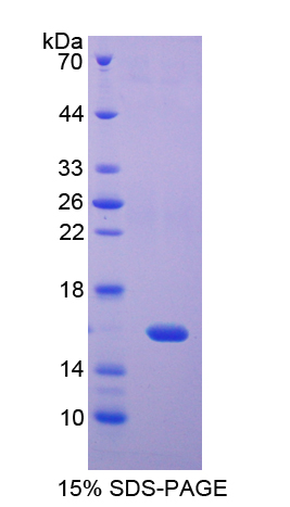 Recombinant Regenerating Islet Derived Protein 4 (REG4)