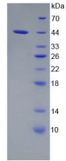 Recombinant Apolipoprotein C4 (APOC4)