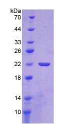 Recombinant Hedgehog Homolog, Sonic (SHH)