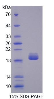 Recombinant Hedgehog Homolog, Sonic (SHH)