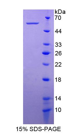 RPB835Hu01.jpg