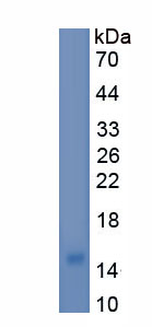 Recombinant Cholinergic Receptor, Muscarinic 3 (CHRM3)