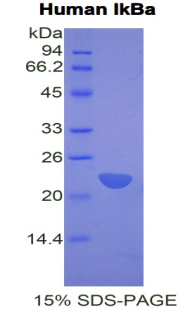 Recombinant Inhibitory Subunit Of NF Kappa B Alpha (IkBa)