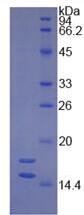 Recombinant Vascular Endothelial Growth Factor 121 (VEGF121)