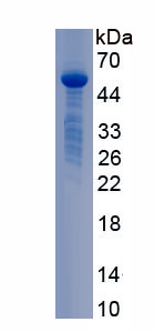 Recombinant Matrix Metalloproteinase 19 (MMP19)