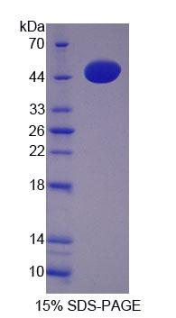 Recombinant Calumenin (CALU)