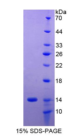 Recombinant Major Histocompatibility Complex Class I G (MHCG)